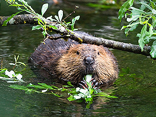 Аист и бобры оставили Калининград без света Аист и бобры оставили Калининград без света