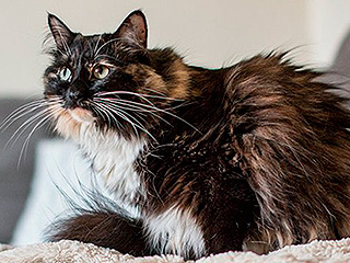 Названа самая лохматая кошка в мире Названа самая лохматая кошка в мире