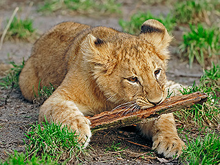 Напугавший собаку львенок стал звездой Сети Напугавший собаку львенок стал звездой Сети