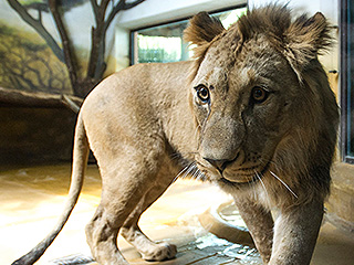 По Тверcкой области разгуливает львица По Тверcкой области разгуливает львица