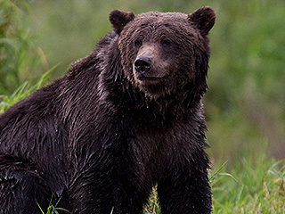 "Деловой" медведь удивил американцев "Деловой" медведь удивил американцев