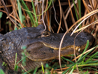 Мальчик спасся от аллигатора (видео) Мальчик спасся от аллигатора (видео)
