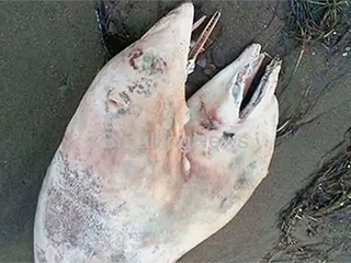 Найден двухголовый дельфин (видео) Найден двухголовый дельфин (видео)