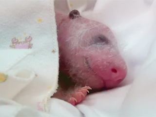 Панд-тройняшек назвали чудом света (видео) Панд-тройняшек назвали чудом света (видео)