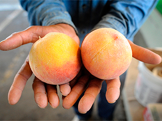 Испания давится персиками Испания давится персиками