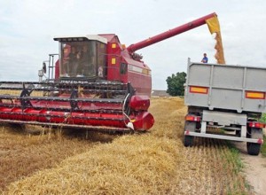 Уборка зерновых завершена только в трех районах Брянской области