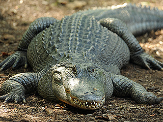 Турист едва спасся от хищного аллигатора Турист едва спасся от хищного аллигатора