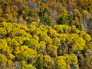 Застрявшие в тайге туристы требуют еду Застрявшие в тайге туристы требуют еду