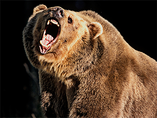 Медведь-людоед съел грибника Медведь-людоед съел грибника