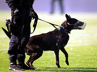 Корейцы клонируют полицейских собак Корейцы клонируют полицейских собак