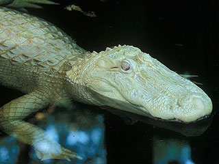 Крокодил Майкл Джексон съел рыбака Крокодил Майкл Джексон съел рыбака