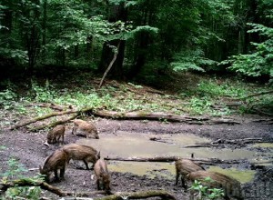 В «Брянском лесу» животные оборудовали себе купальню