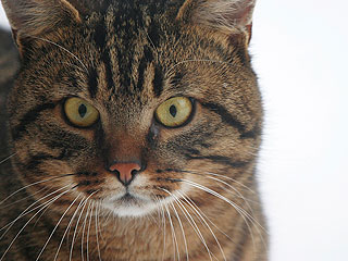 Мать-кошатница довела сына до самоубийства Мать-кошатница довела сына до самоубийства