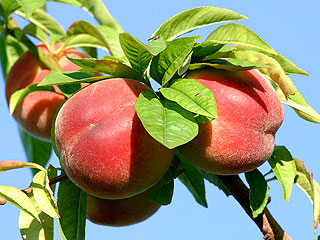Греки давятся персиками вслед за испанцами Греки давятся персиками вслед за испанцами