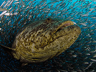 Гигантский морской окунь проглотил акулу Гигантский морской окунь проглотил акулу
