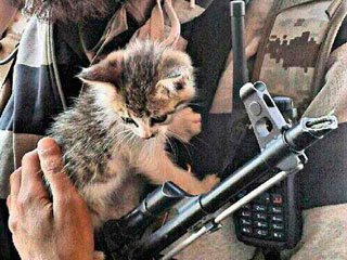 Исламисты используют котят для пропаганды Исламисты используют котят для пропаганды