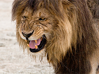 Лев набросился на зрительницу в цирке Лев набросился на зрительницу в цирке