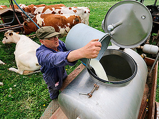 Санкции разорили британских молочников Санкции разорили британских молочников