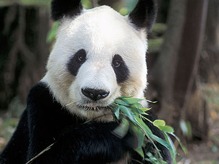 Панда притворилась беременной ради булочек Панда притворилась беременной ради булочек