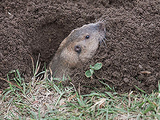 На Байкале спасли объевшегося суслика На Байкале спасли объевшегося суслика
