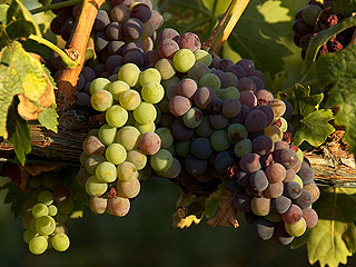 Ингредиенты счастья: Сорта винограда Ингредиенты счастья: Сорта винограда