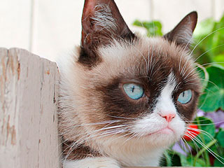 Фильм о Сердитом Котике выйдет осенью Фильм о Сердитом Котике выйдет осенью