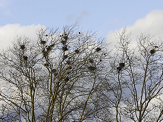 Сумасшедшего извлекли из птичьего гнезда Сумасшедшего извлекли из птичьего гнезда
