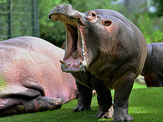 В зоопарке Калининграда сбежала бегемотиха В зоопарке Калининграда сбежала бегемотиха