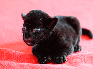 В Китае родился редкий тигренок без полосок В Китае родился редкий тигренок без полосок