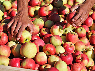МИД Польши травит журналистов яблоками МИД Польши травит журналистов яблоками