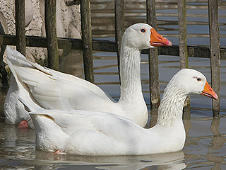 Обозленные гуси пытались утопить китайца Обозленные гуси пытались утопить китайца