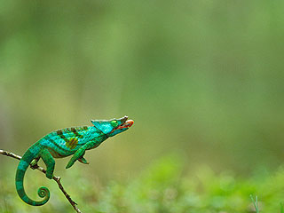 Дом тысячи Будд и джунгли Мадагаскара Дом тысячи Будд и джунгли Мадагаскара