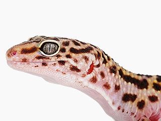 Спутник с гекконами падает под Оренбургом Спутник с гекконами падает под Оренбургом