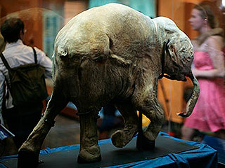 Путин хочет клонировать мамонта Путин хочет клонировать мамонта