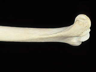 В центре Москвы нашли человеческие кости В центре Москвы нашли человеческие кости