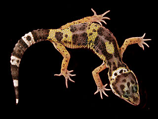 Гекконов будут "морозить" на Земле Гекконов будут "морозить" на Земле