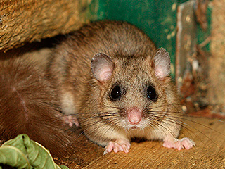 Мышь соня полетит в космос Мышь соня полетит в космос