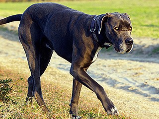 Пес съел 43 пары носков Пес съел 43 пары носков