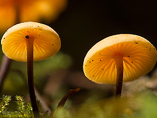 В океане найдена новая форма жизни В океане найдена новая форма жизни