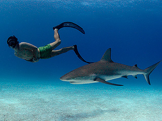 Акулы чаще убивают мужчин Акулы чаще убивают мужчин