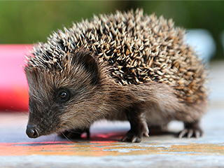 Батарейки помогут спасти казахских ежей Батарейки помогут спасти казахских ежей