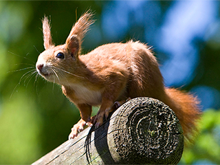 Белка с наркотиками улизнула от подростков Белка с наркотиками улизнула от подростков