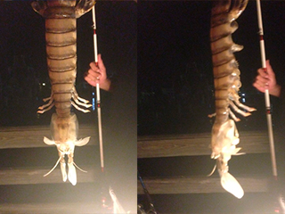 Гигантская креветка взорвала интернет Гигантская креветка взорвала интернет