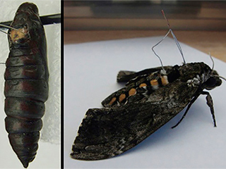 В США создают мотыльков-киборгов В США создают мотыльков-киборгов