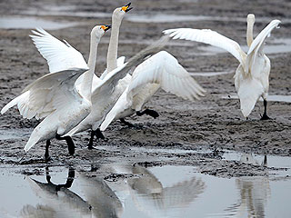 Байкал превращается в болото Байкал превращается в болото