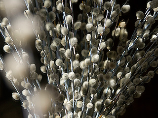 Украина будет получать газ из вербы и торфа Украина будет получать газ из вербы и торфа