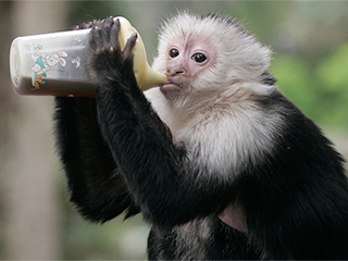 В США тратят миллионы на спаивание обезьян В США тратят миллионы на спаивание обезьян