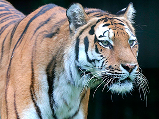 Выпущенная Путиным тигрица победила волка Выпущенная Путиным тигрица победила волка