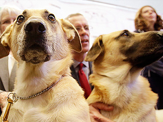 Похищенного пенсионера спасли его собаки Похищенного пенсионера спасли его собаки