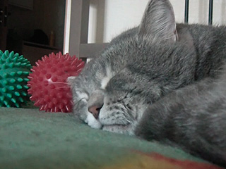 Крякающий кот растрогал мир Крякающий кот растрогал мир